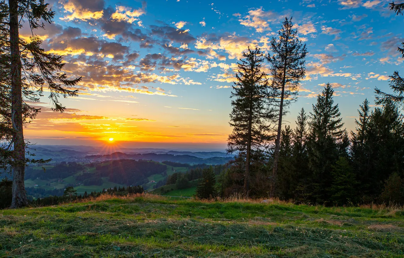 Фото обои лес, закат, поляна