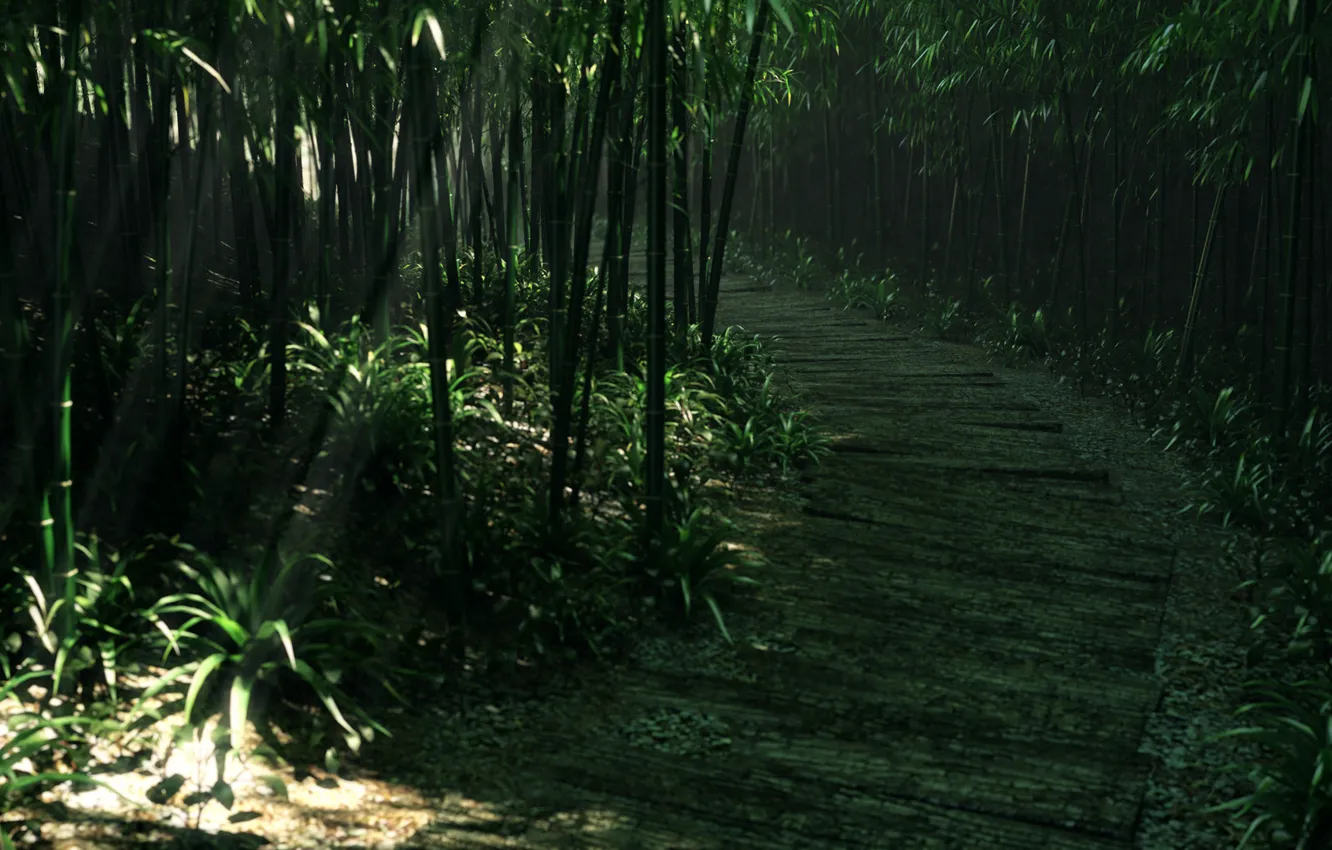 Фото обои дорога, лес, трава, деревья, заросли, бамбук
