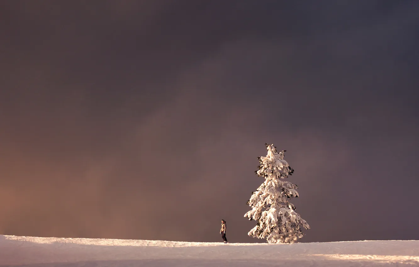 Фото обои зима, небо, снег, елка, ель