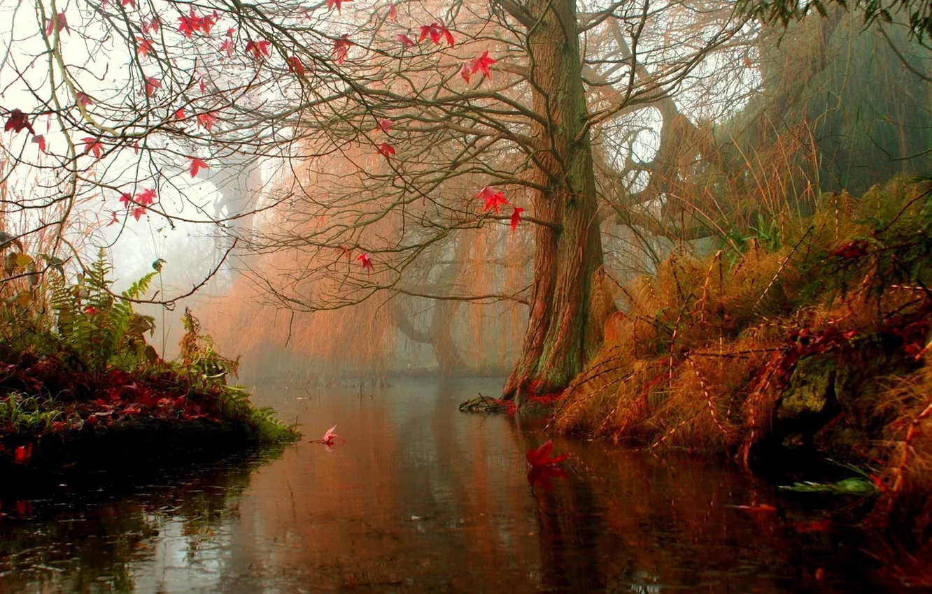 Фото обои осень, листья, вода, дерево