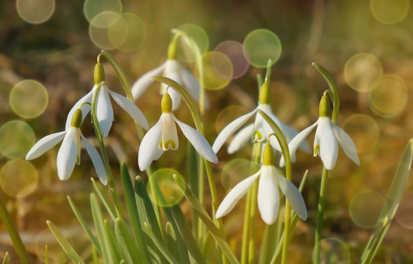 Фото обои flower, snowdrops, speing