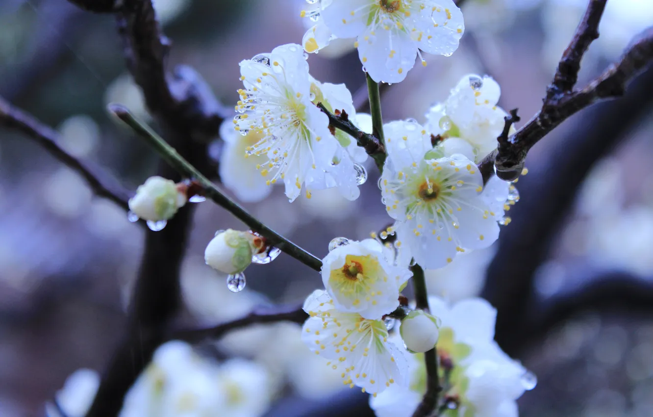 Фото обои вода, капли, макро, весна, Япония, цветение, Киото, императорский сад