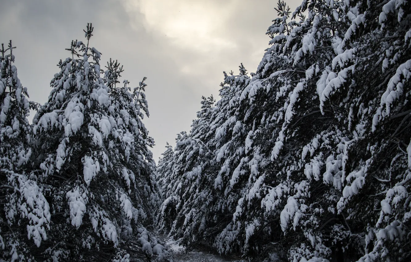 Фото обои зима, снег, Лес, сосны, forest, winter