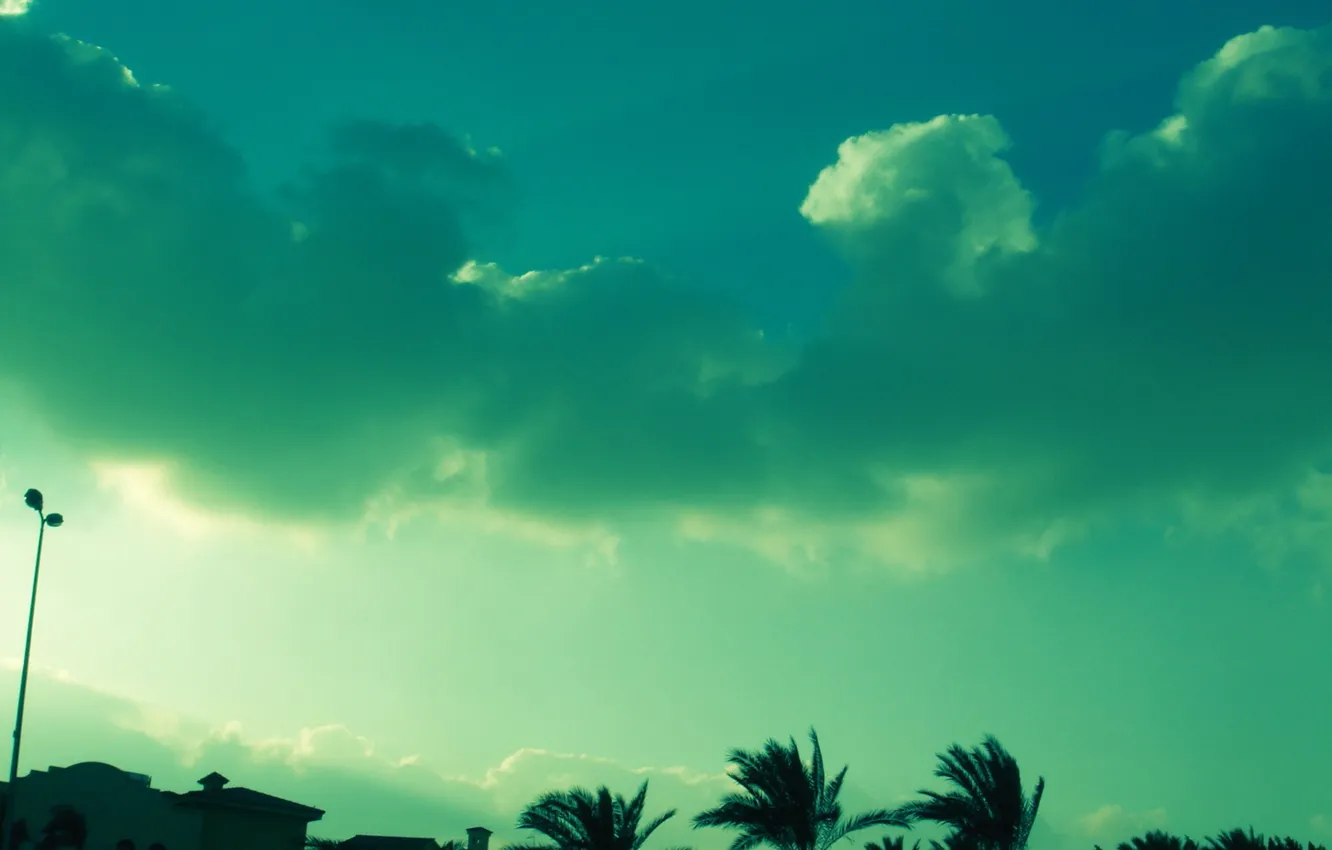 Фото обои небо, облака, зеленый, пальмы, цвет