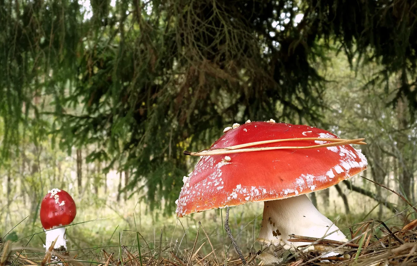 Фото обои лес, природа, грибы, гриб, ель, мухоморы, хвоя, полянка