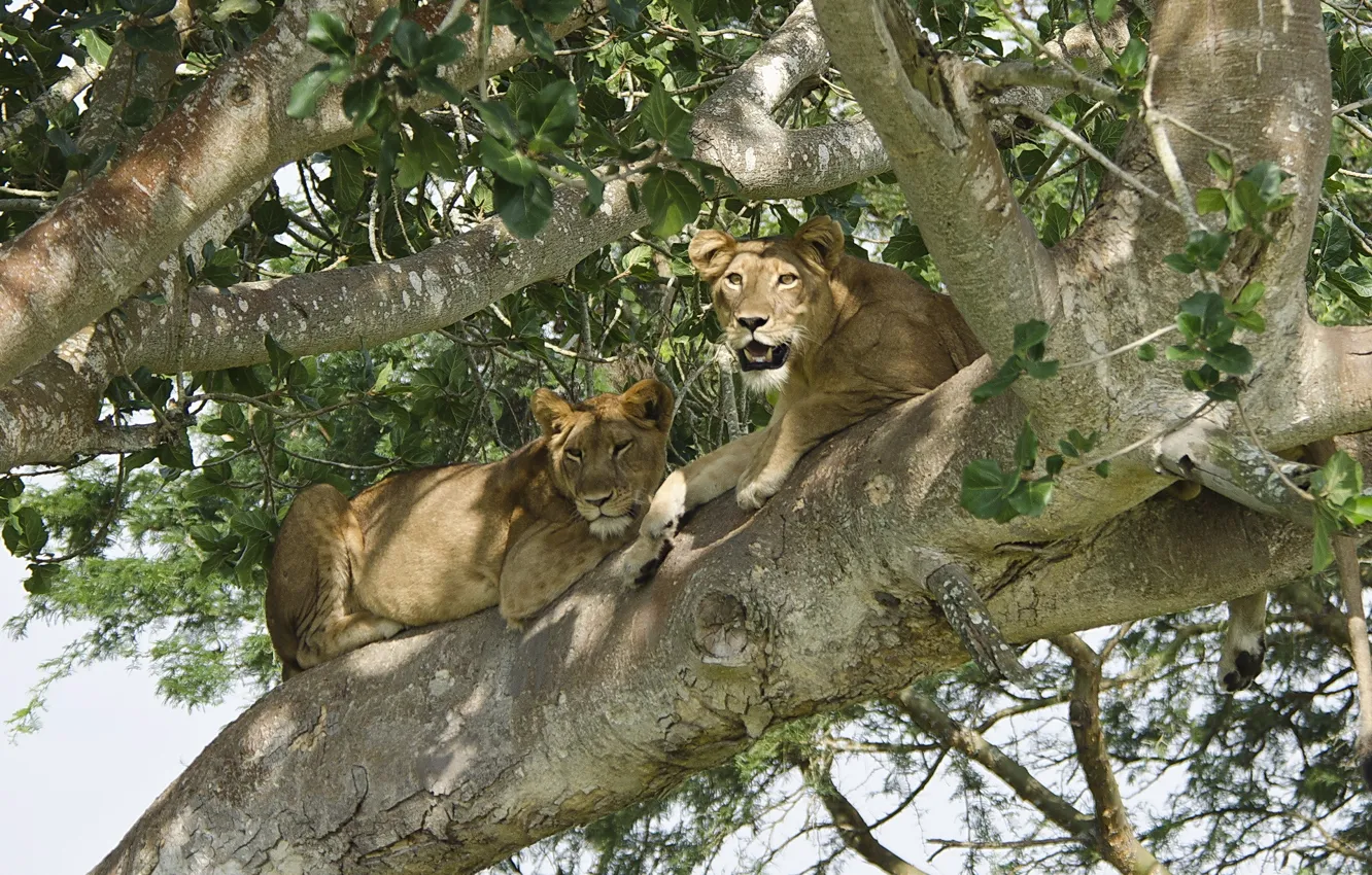 Фото обои дерево, отдых, хищник, лев, пара, львы