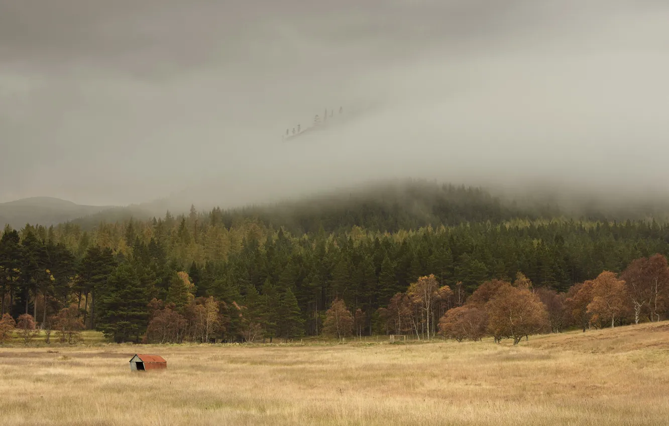 Фото обои поле, лес, туман