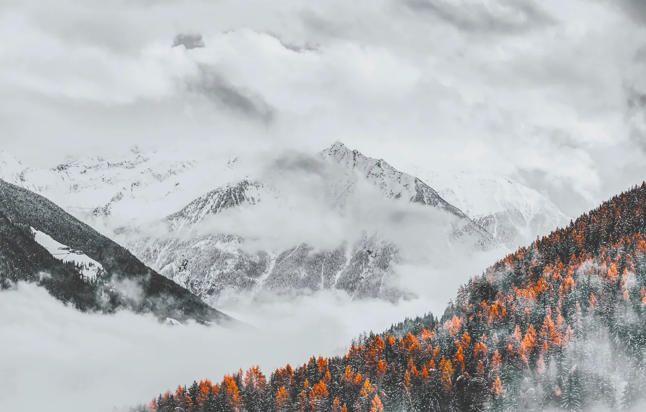 Фото обои лес, облака, снег, деревья, пейзаж, горы, природа