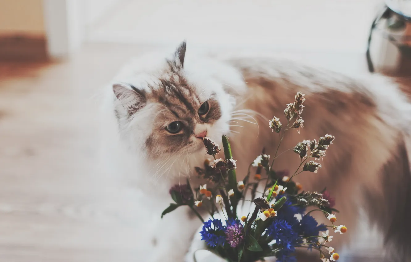 Фото обои кошка, цветы, дом