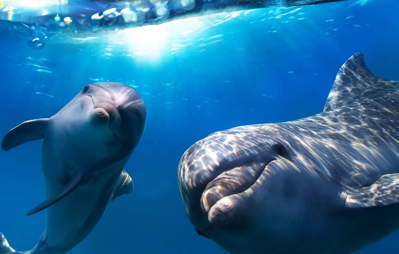 Фото обои happy, Smart, Flipper, Dolphins