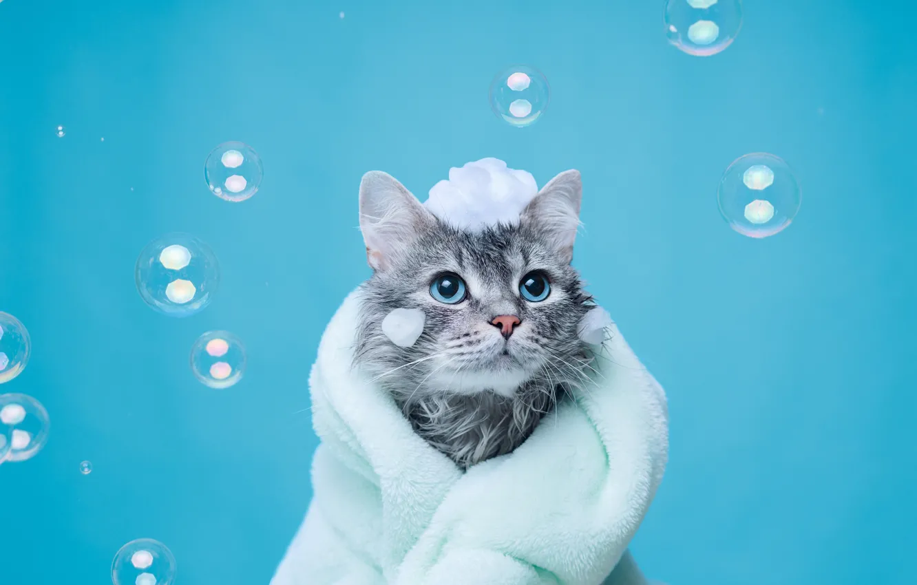 Фото обои кошка, кот, пена, мокрый, полотенце, мыльные пузыри, голубые глаза, голубой фон