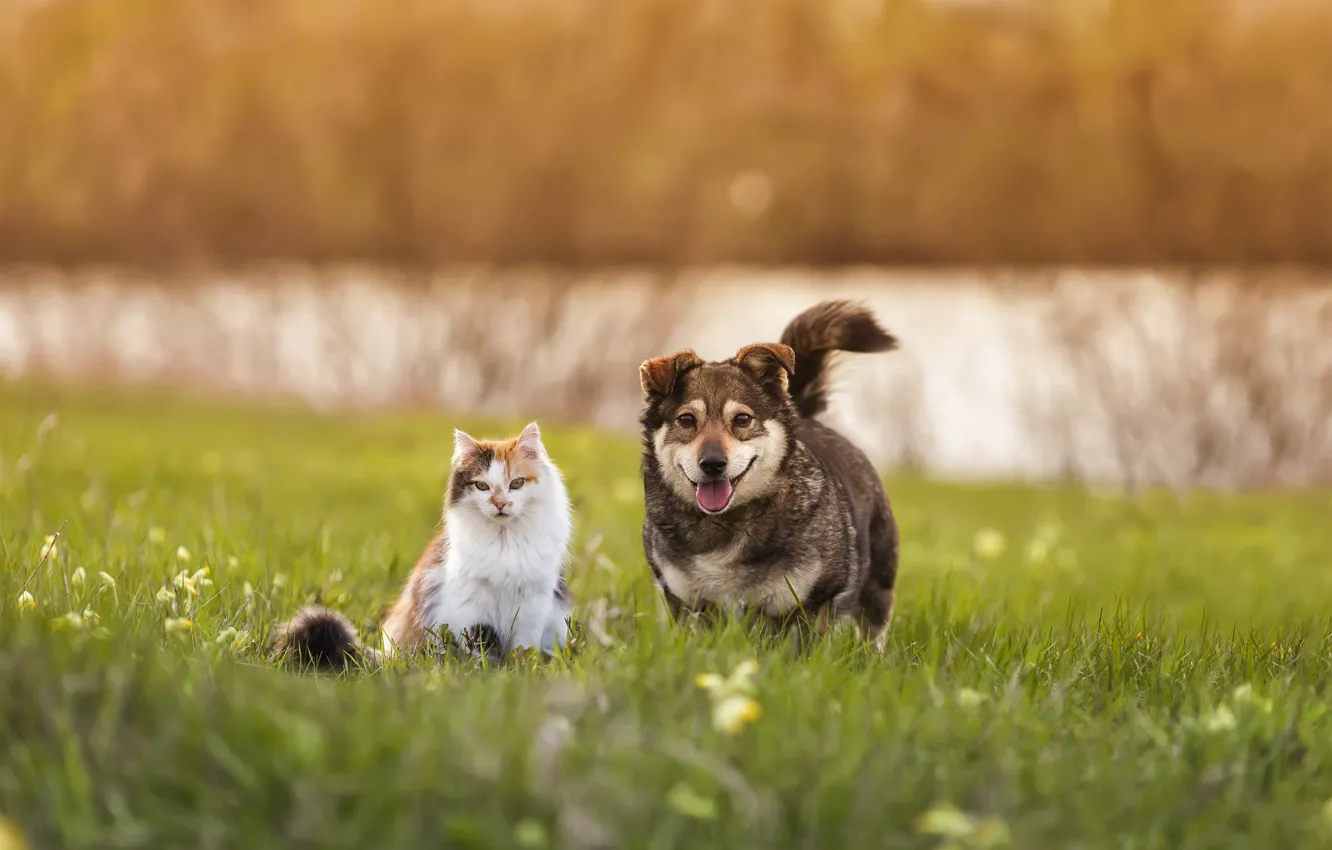 Фото обои кошка, кот, природа, собака, корги