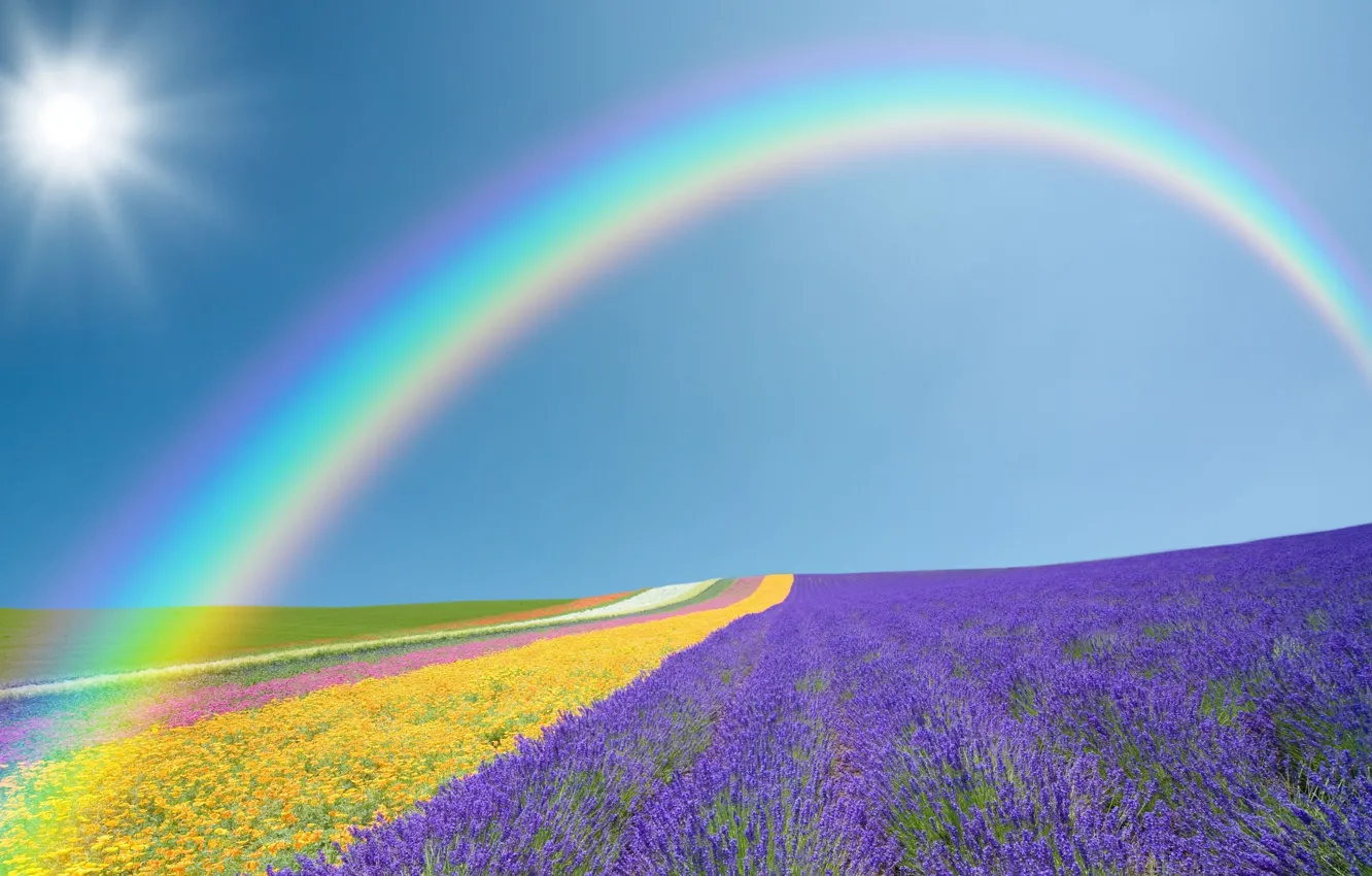 Фото обои поле, фиолетовый, небо, солнце, пейзаж, цветы, желтый, природа
