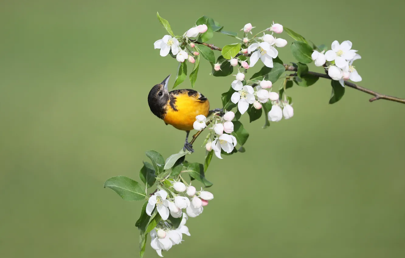Фото обои цветы, птица, весна, птичка, яблоня, Балтиморский цветной трупиал, Балтиморская иволга