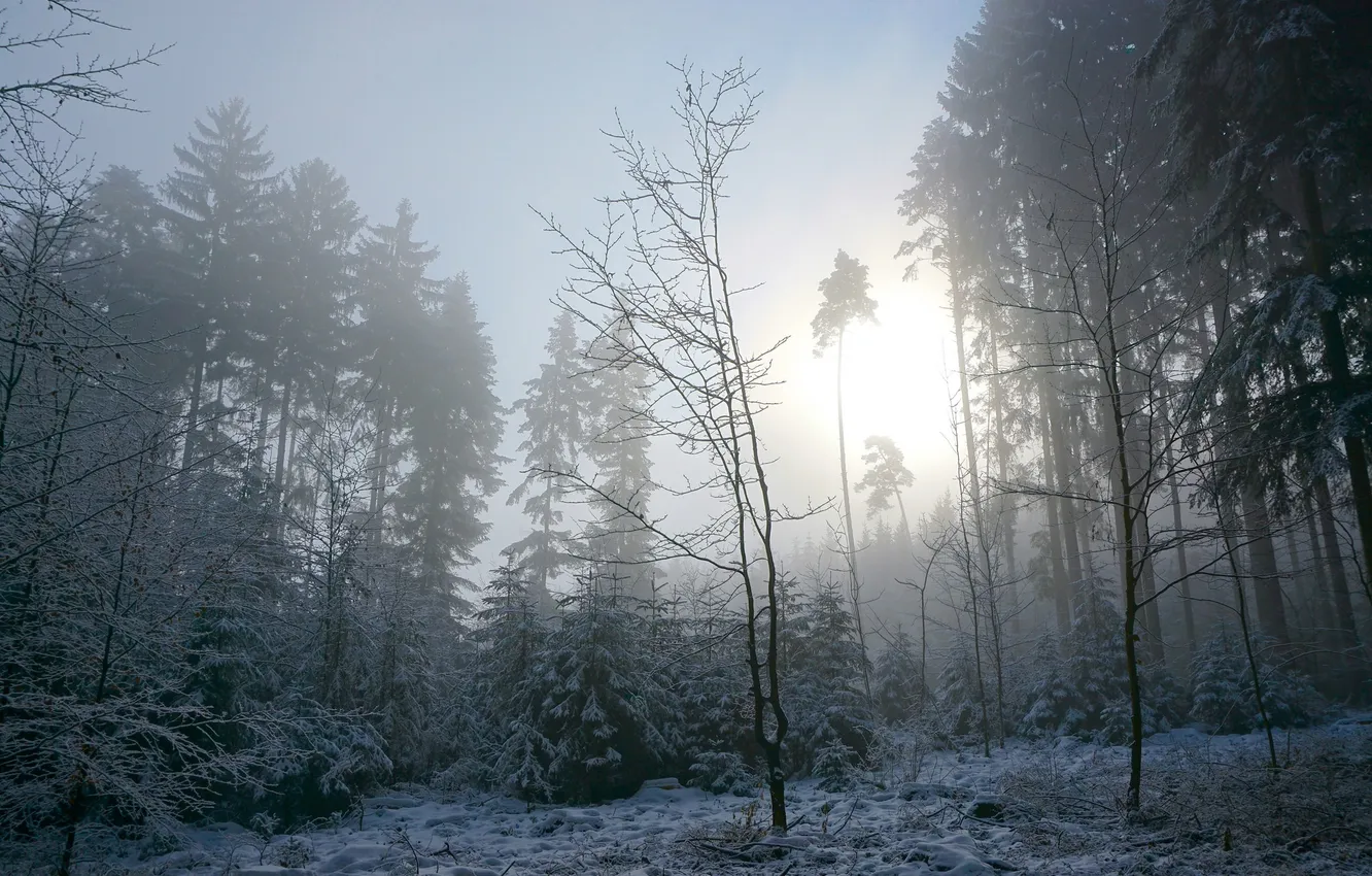 Фото обои зима, лес, утро