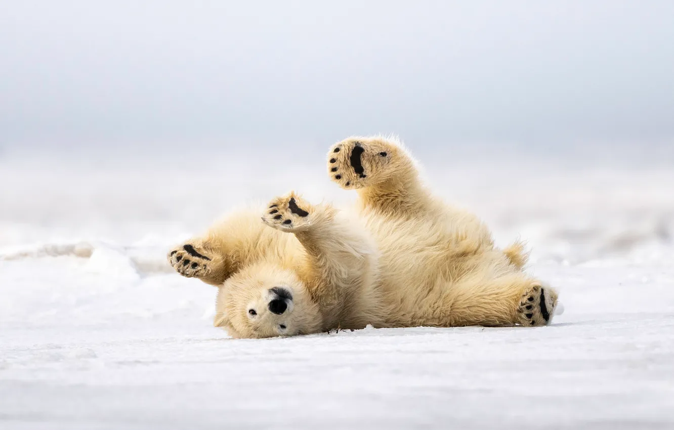 Фото обои зима, снег, природа, поза, лапы, лежит, белый медведь