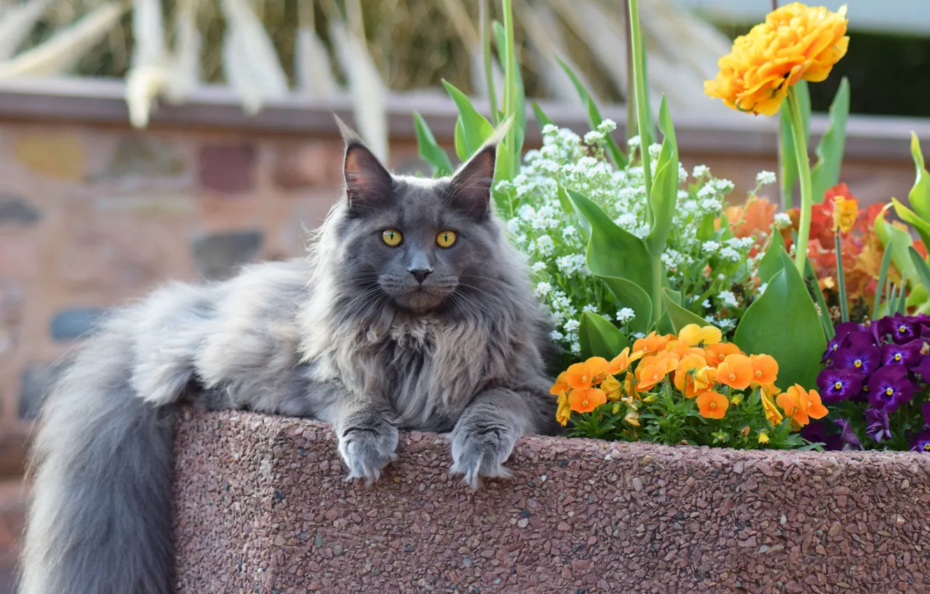 Фото обои кошка, кот, взгляд, морда, листья, цветы, природа, парк