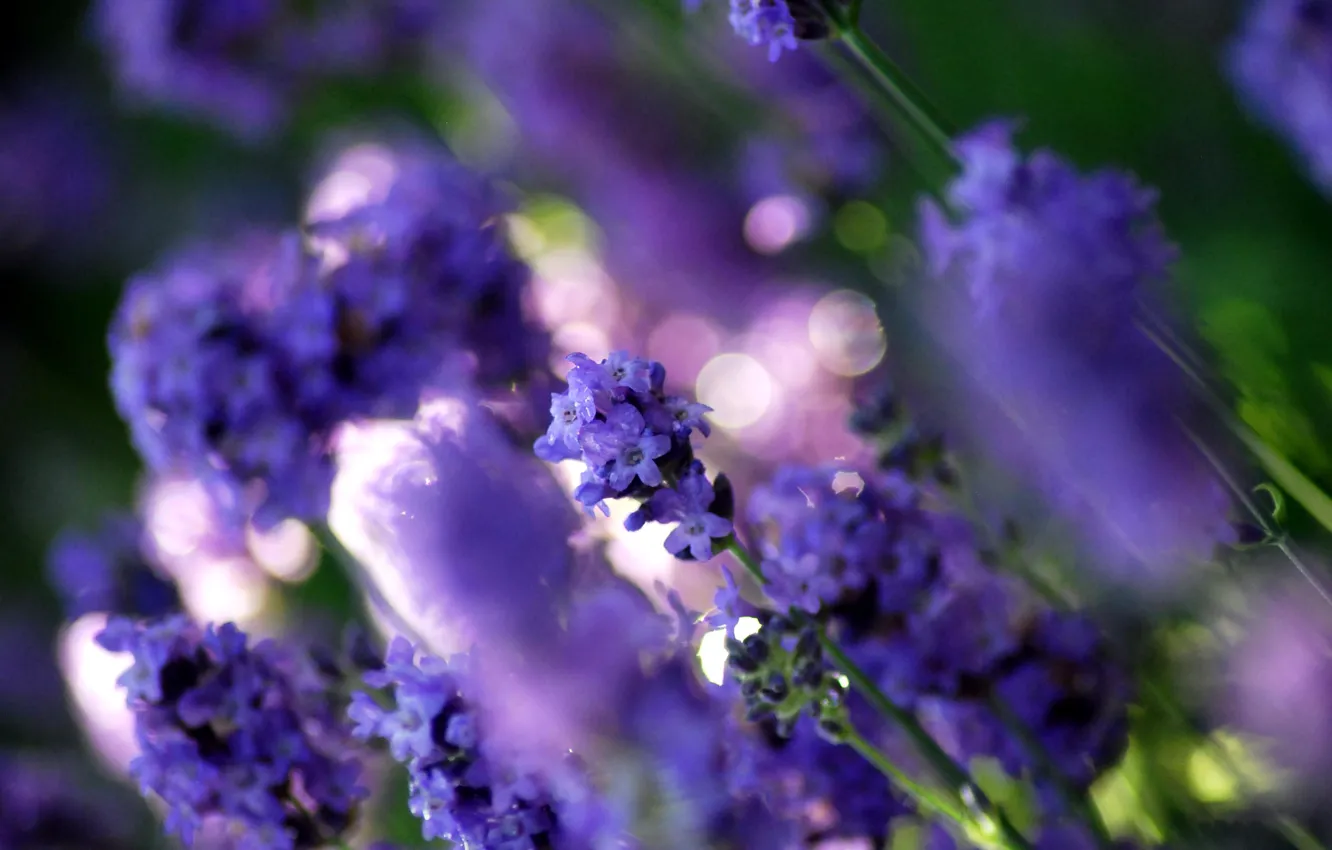 Фото обои фиолетовый, макро, свет, цветы, блики, поляна, цвет, растения