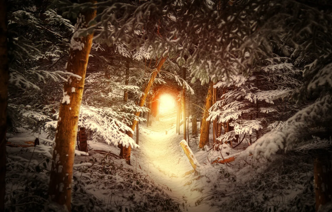 Фото обои зима, лес, снег, деревья, тропа, туннель, свет в конце тоннеля