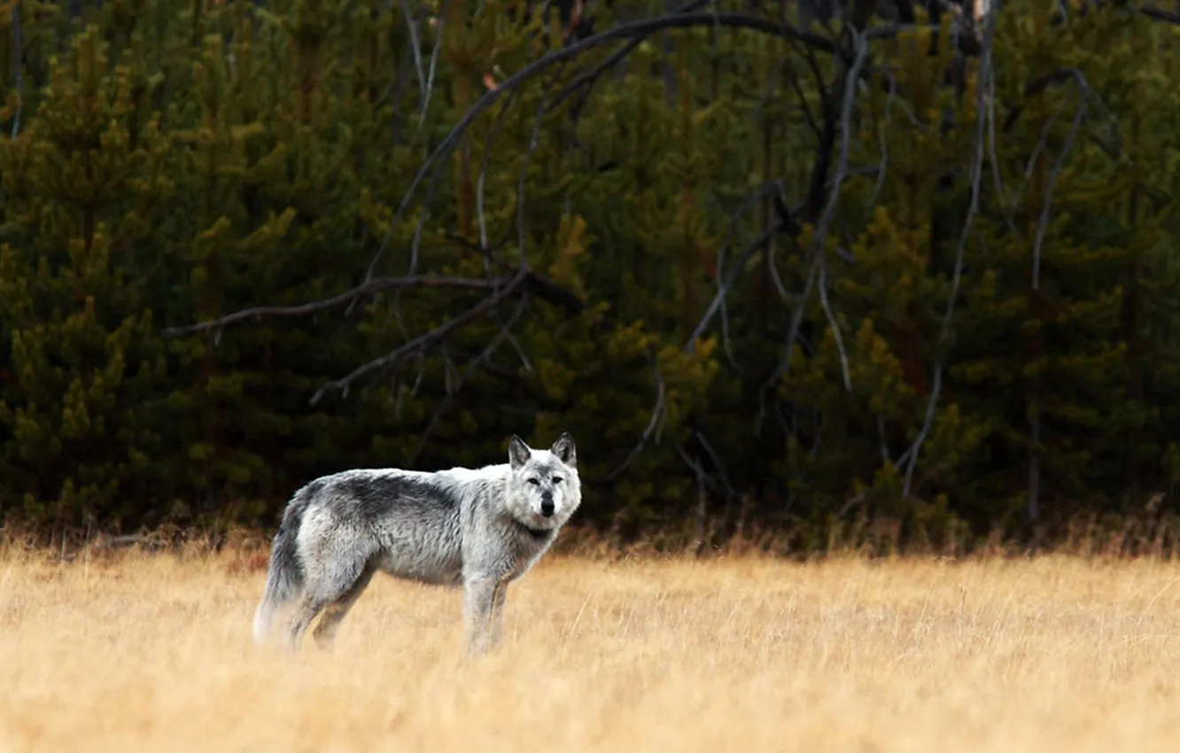 Фото обои nature, predator, animal, wolf, wildlife, portrait, portrait., Canis lupus. face