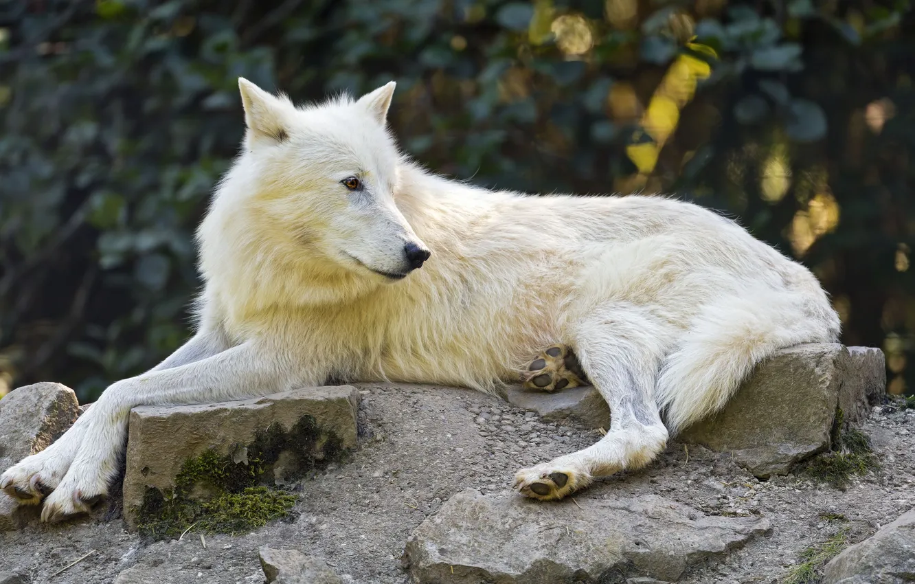 Фото обои nature, face, animal, wolf, wildlife, head, fur, mammal