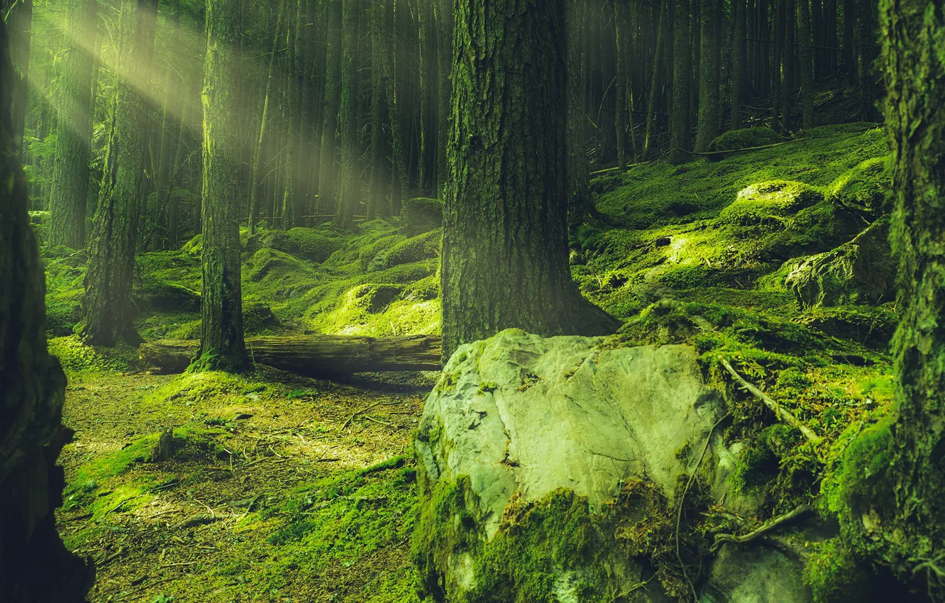 Фото обои зелень, лес, лучи, свет, деревья, ветки, природа, камни