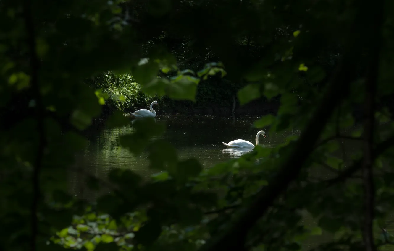 Фото обои свет, ветки, природа, темный фон, заросли, птица, берег, листва