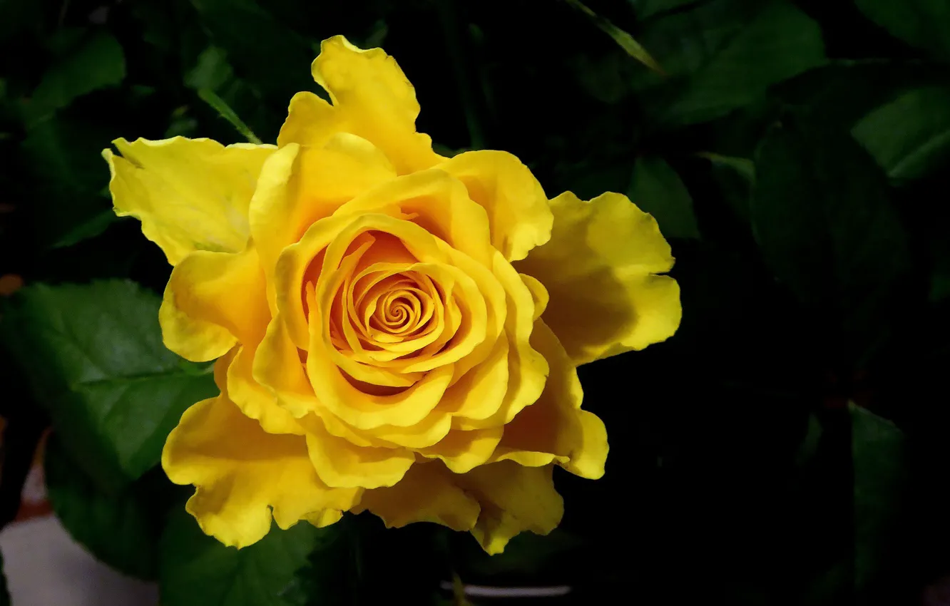 Фото обои цветок, желтый, Роза, бутон