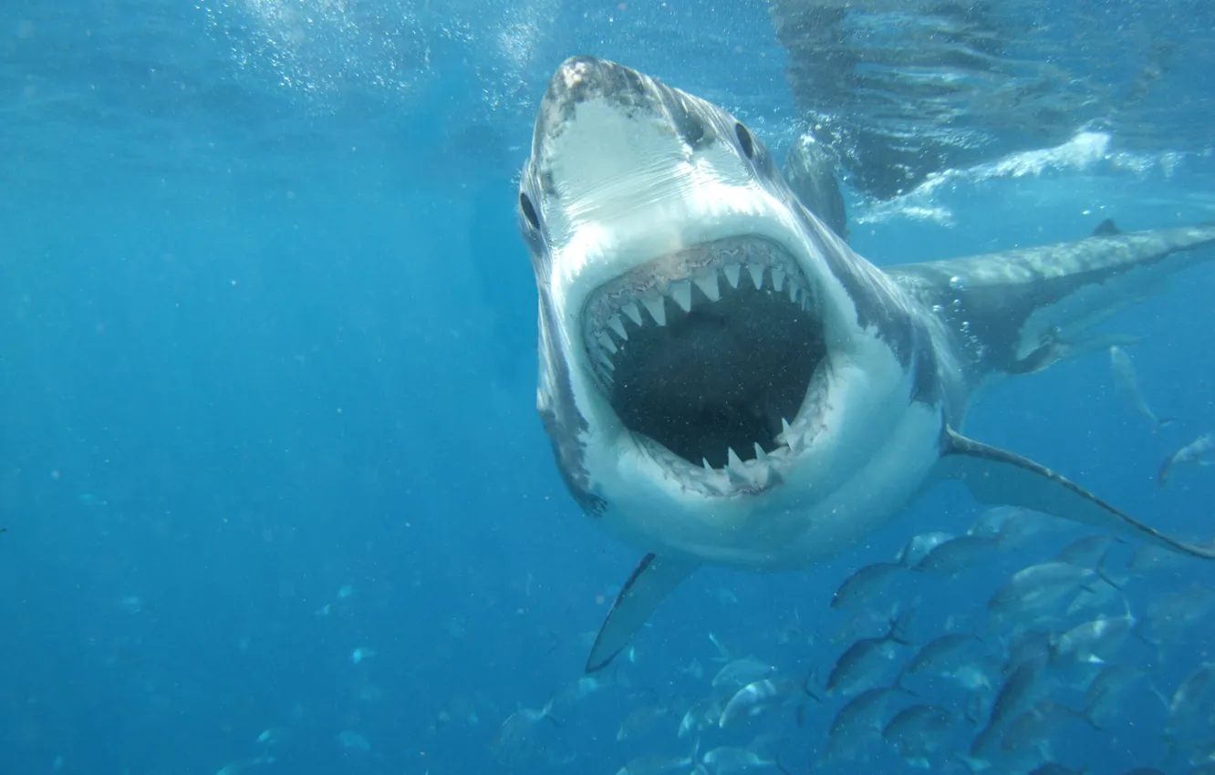 Фото обои white, sea, shark, great, jaws