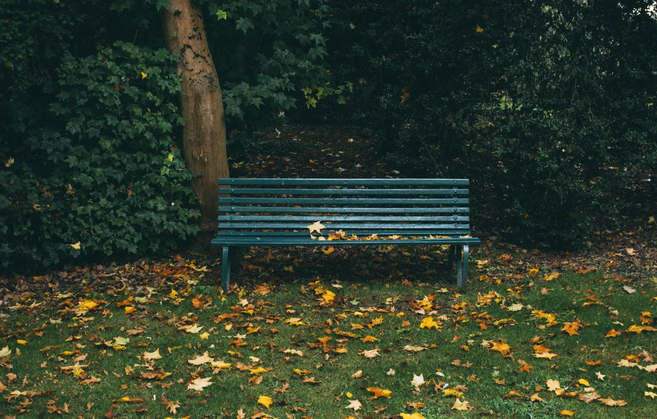 Фото обои осень, листья, скамейка, парк, скамья