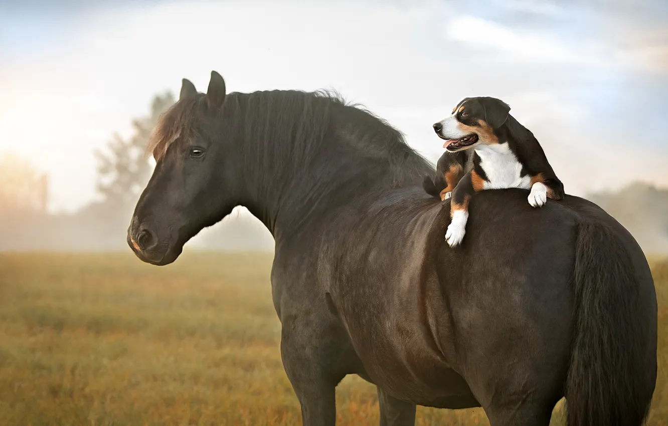 Фото обои поле, язык, небо, взгляд, туман, конь, лошадь, собака