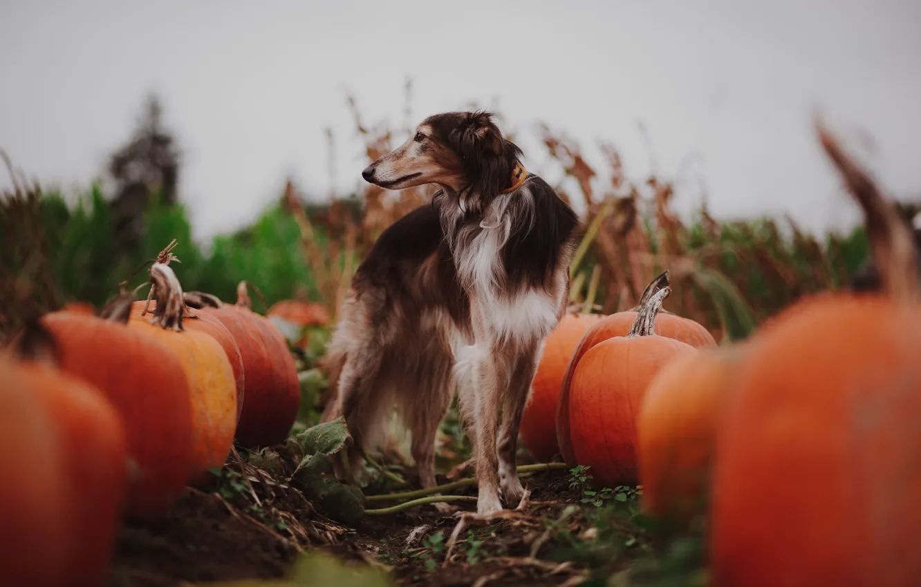 Фото обои осень, собака, тыквы