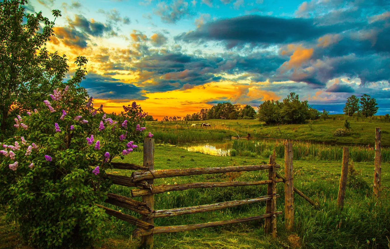 Фото обои небо, трава, облака, деревья, закат, пруд, забор, лошади