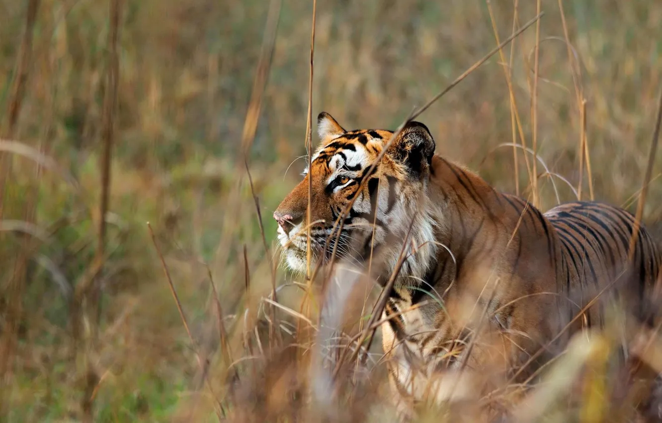 Фото обои кошка, хищник, бенгальский тигр
