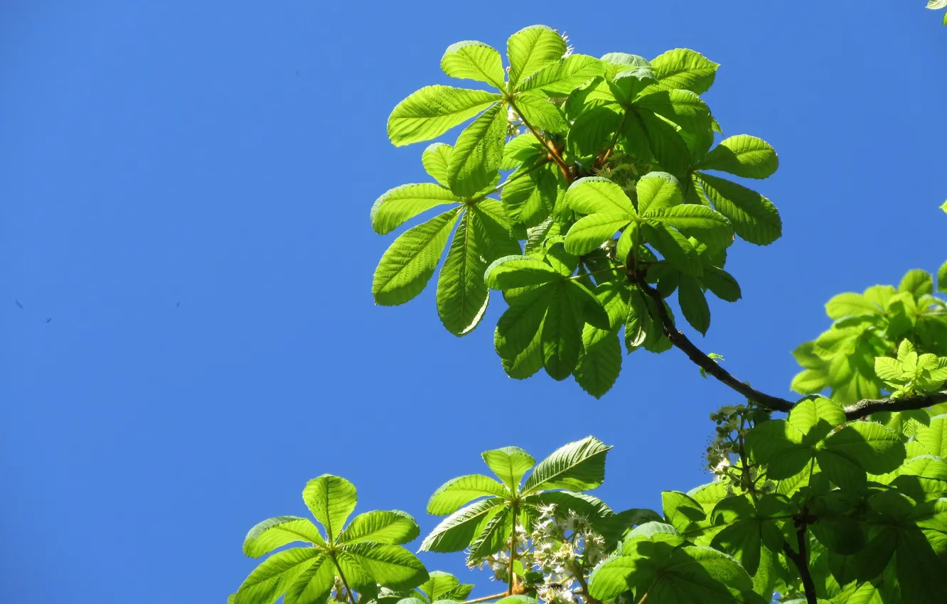Фото обои небо, листья, зелёные, каштан, весна 2018, Mamala ©