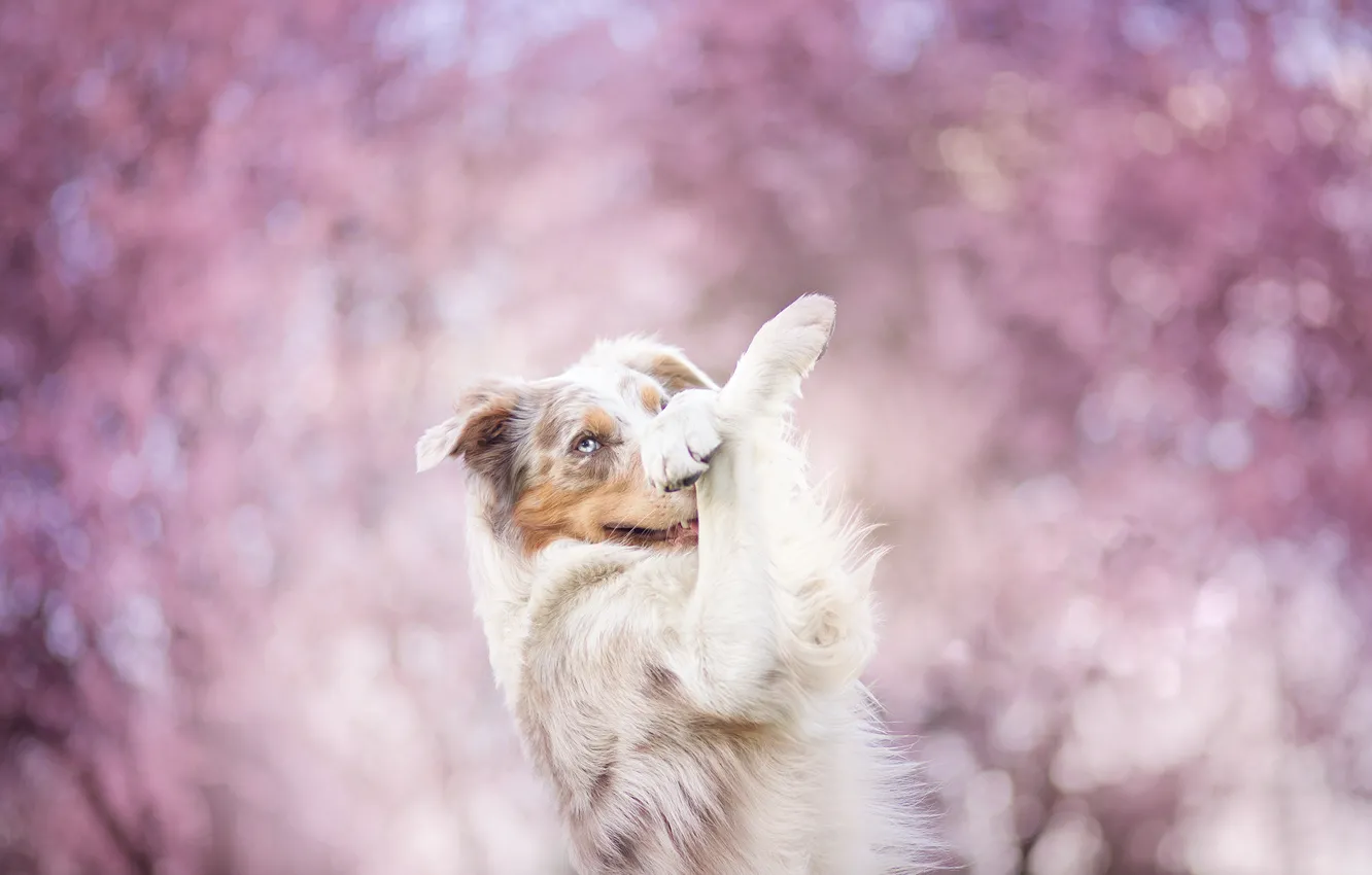 Фото обои цветы, поза, собака, весна, цветение, нежно, бордер-колли, обои от lolita777
