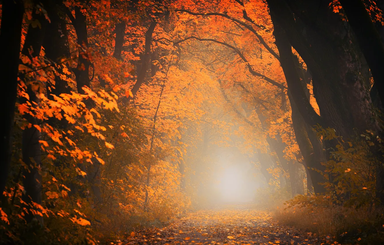 Фото обои дорога, осень, лес, листья, свет, деревья, пейзаж, ветки