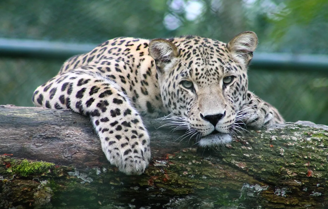Фото обои leopard, animal, wildlife, big cat, Peeking leopard