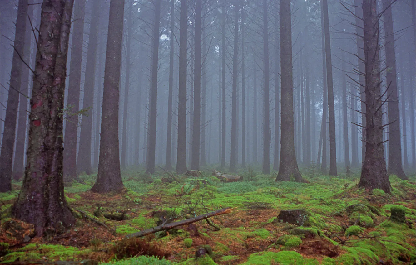 Фото обои лес, деревья, природа, туман, Англия, Devon, England, United Kingdom