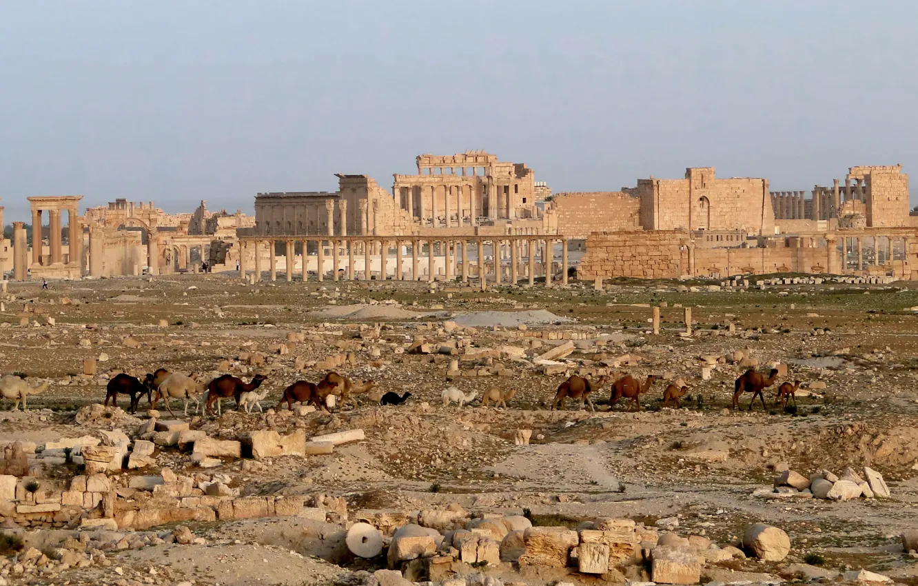 Фото обои Город, Пустыня, Развалины, история, верблюды, караван, Древний, Сирия
