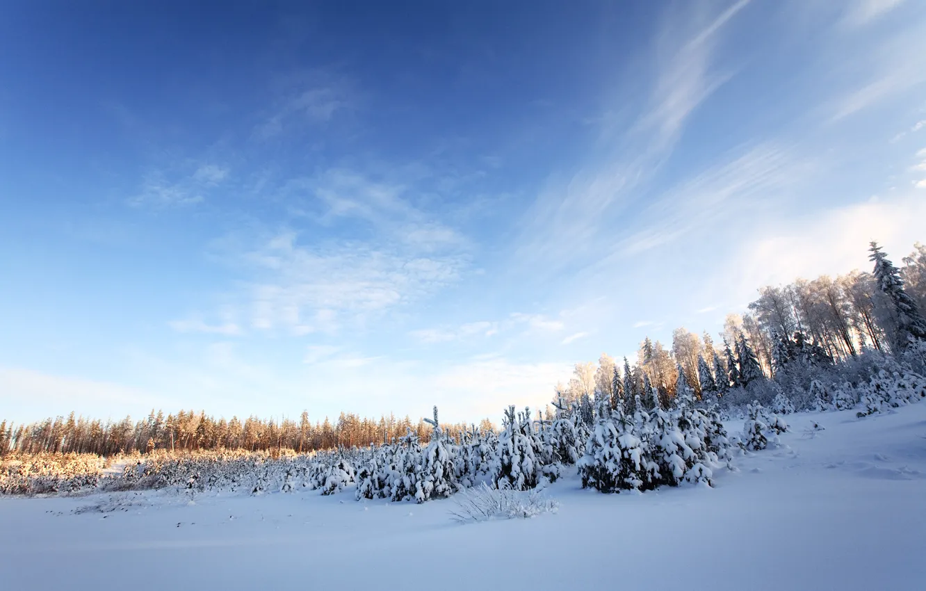 Фото обои зима, лес, небо, снег, деревья