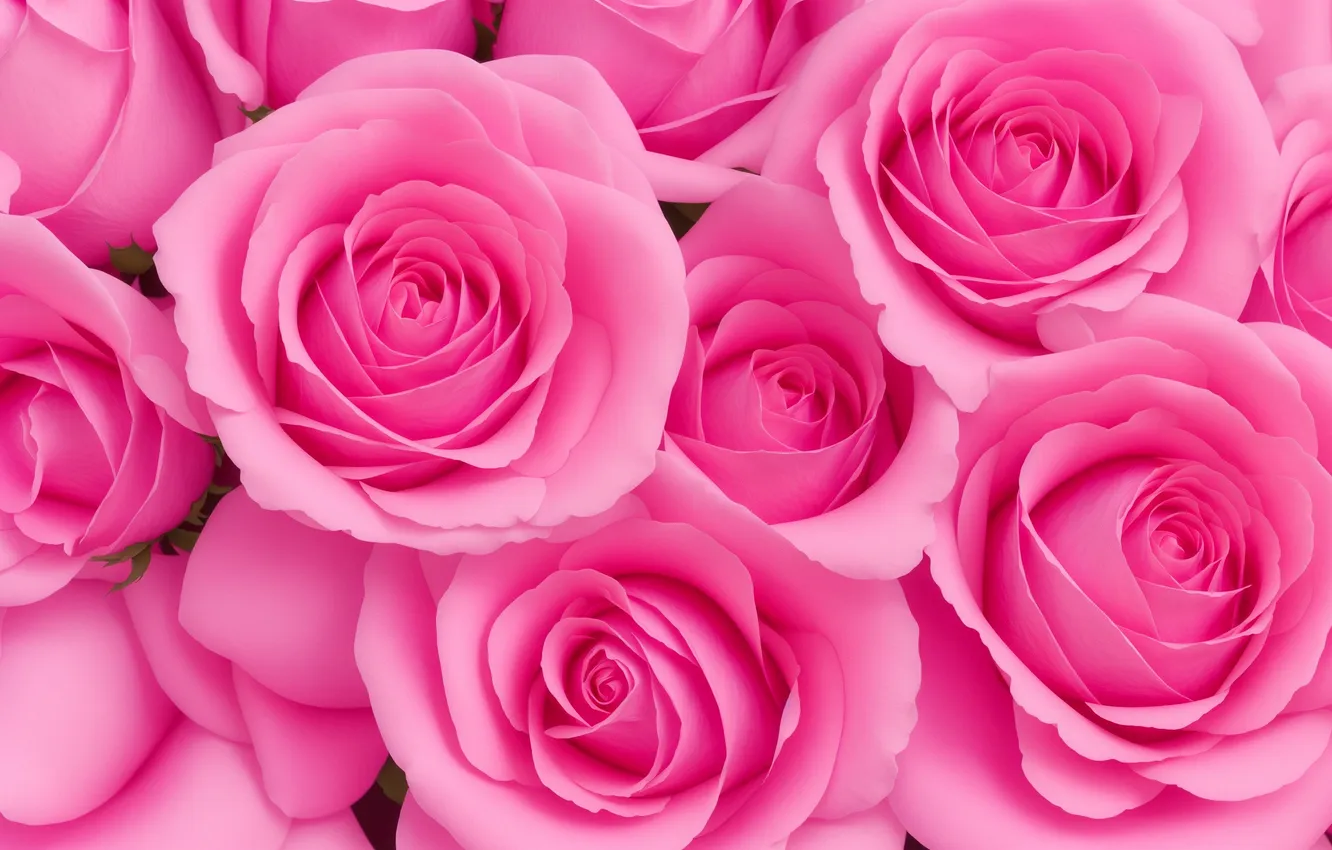 Фото обои цветок, цветы, фон, розовый, обои, роза, розы, wallpaper