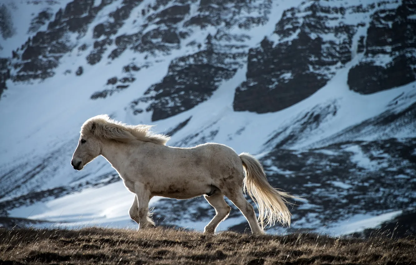 Фото обои природа, конь, гора