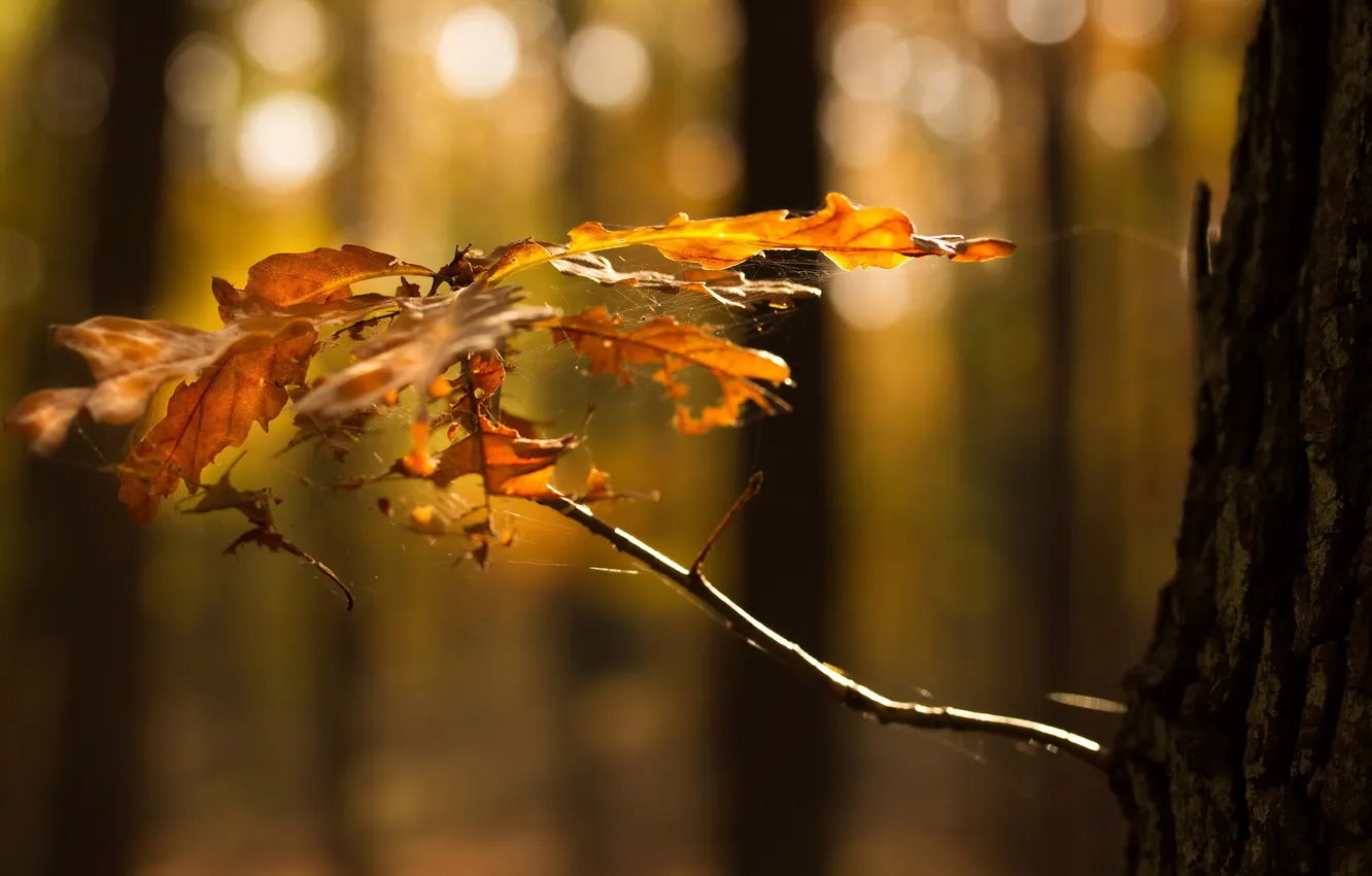 Фото обои осень, листья, макро, природа