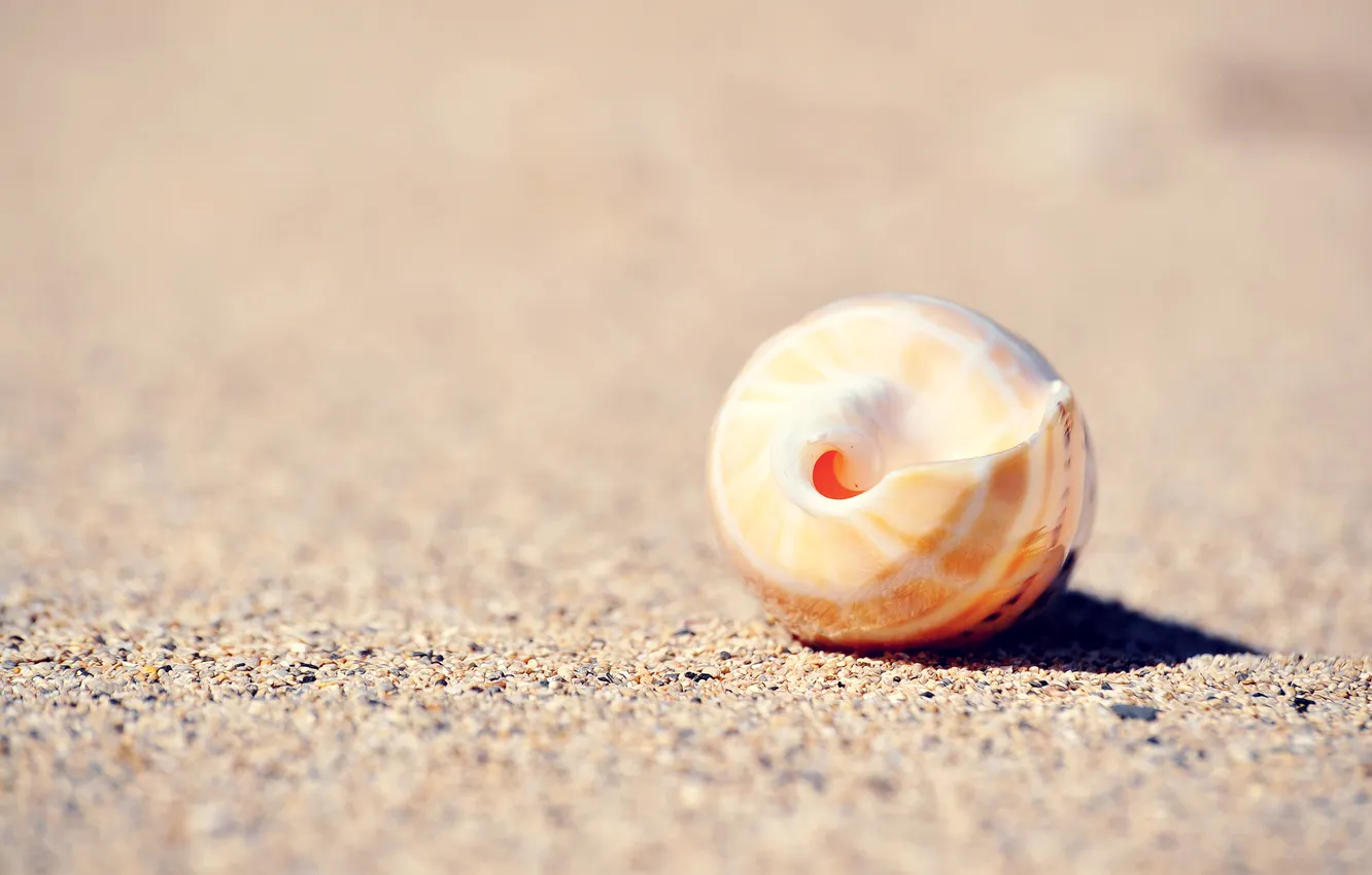 Фото обои песок, макро, раковина, ракушка, сфера, круглая