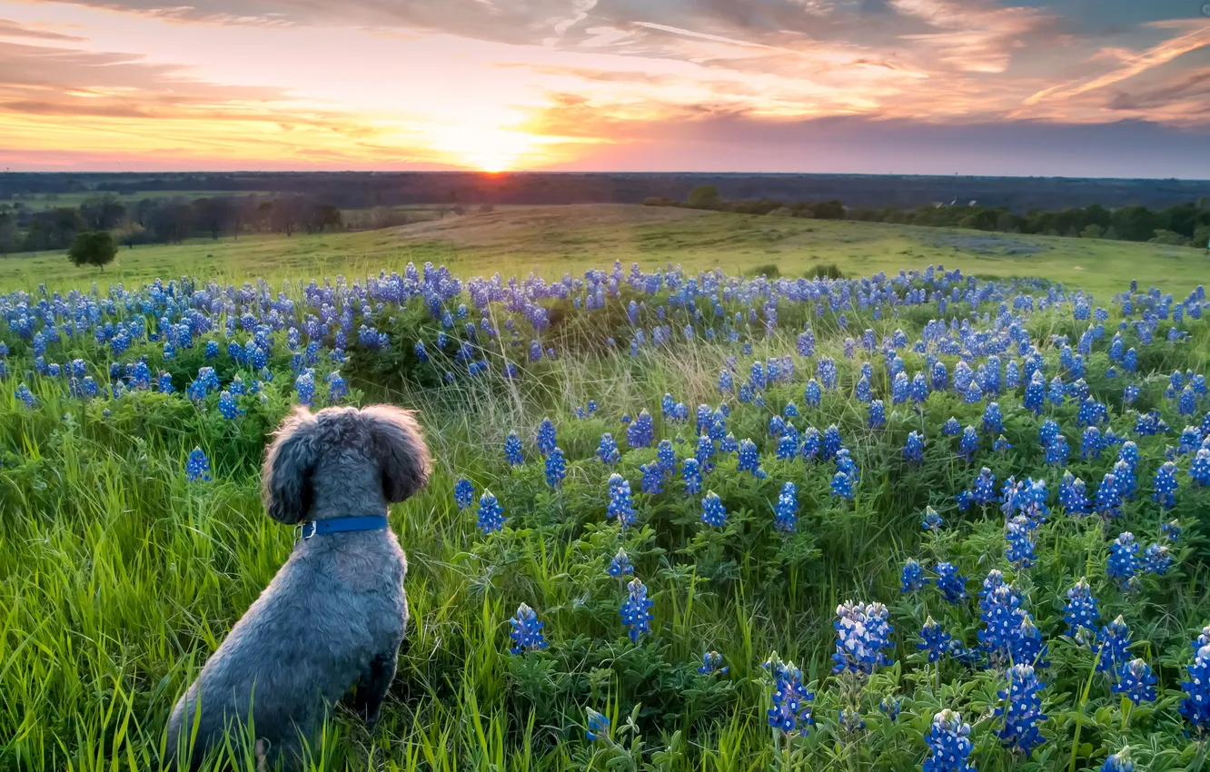 Фото обои поле, закат, цветы, собака