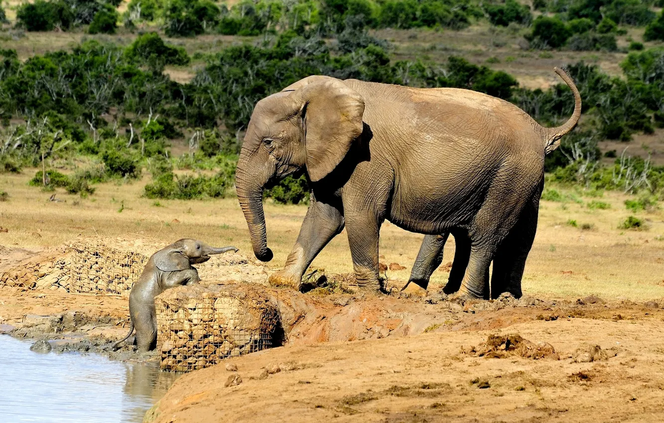 Фото обои малыш, слоны, слониха, слонёнок