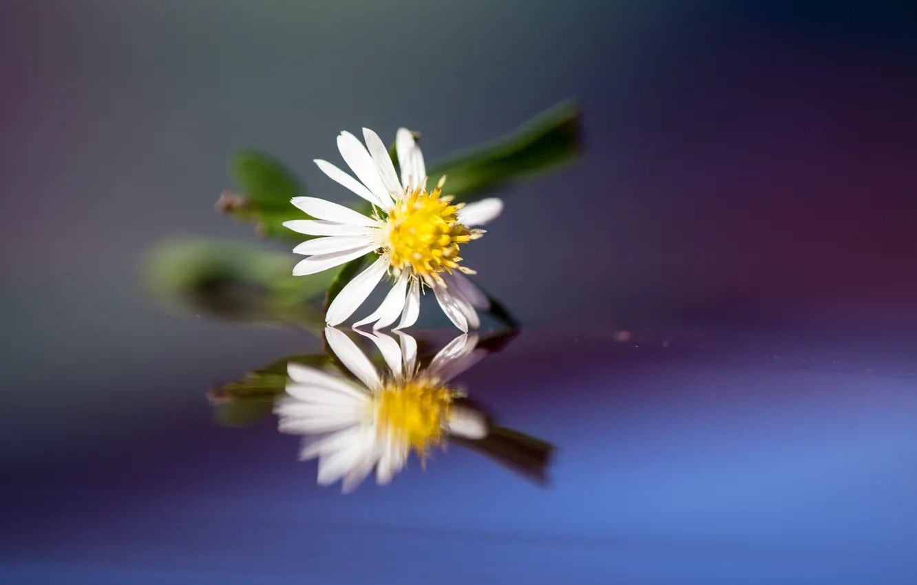 Фото обои цветок, отражение, лепестки, ромашка