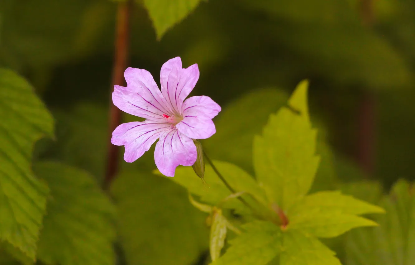 Фото обои flower, leafs, blooming