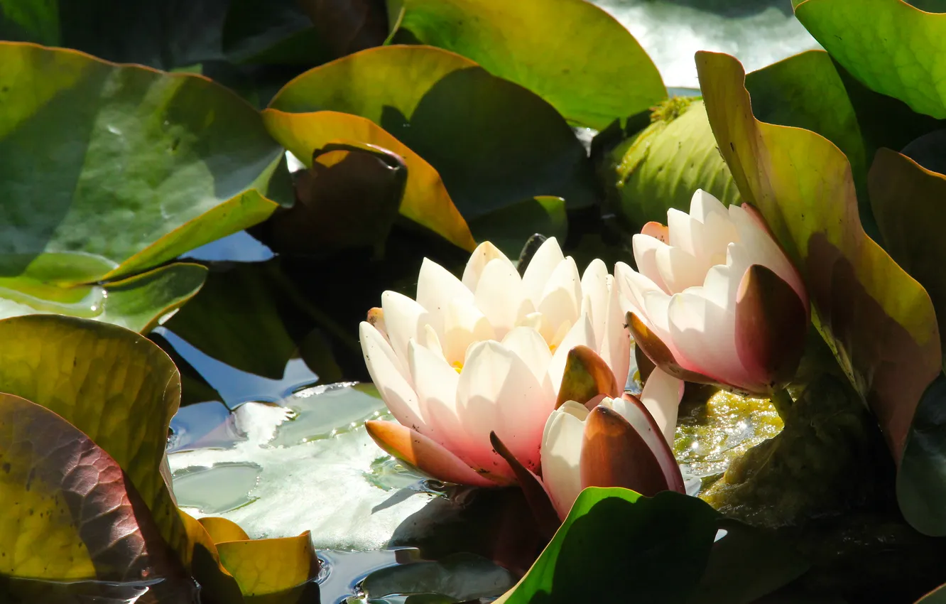 Фото обои flower, leaf, water lily